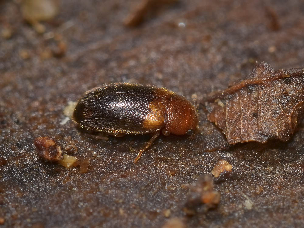 Triphyllus bicolor (Mycetophagidae)